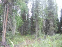  Lot 9 Timber Trail, North Pole, AK 6497484