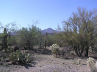  6051 W Vereda Del Coyotito, Tucson, AZ 8114604