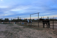  35023 S Coyotes, Marana, AZ 8799555