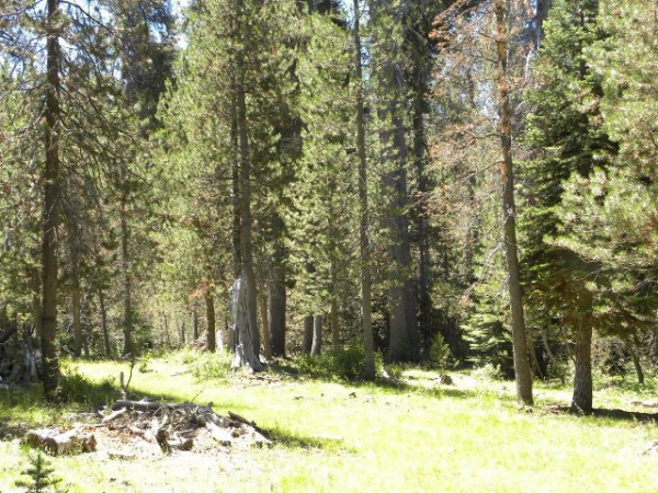  20 AC Grizzly Rd, Bass Lake, CA photo