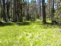  20 AC Grizzly Rd, Bass Lake, CA 7281132