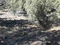  Unit 9-2 Lot 239 Stone Crest Dr, Weed, CA 8736371