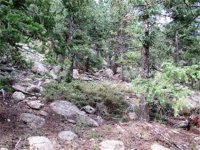  31496 Kings Valley, Conifer, CO 7283604