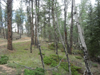  251 County 31 RD, Florissant, CO 7765358