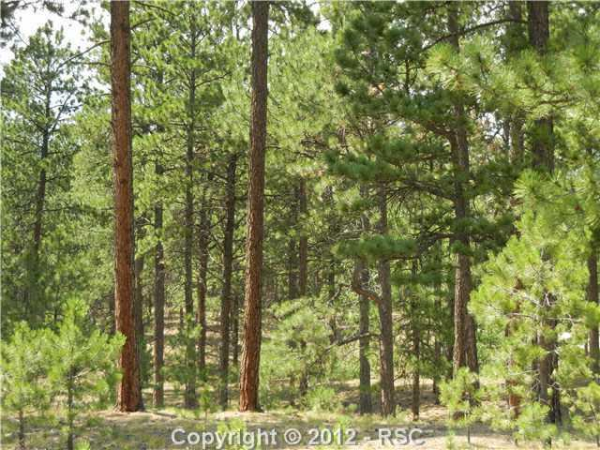  16429 Forest Light Dr, Colorado Springs, CO photo