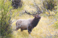  188 Deer Trail, Granby, CO 8919911