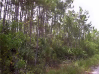  5024 Tree Top Trail, Fort Pierce, FL 7383406