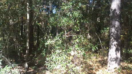  Covenant Preserve, Lot 7, AWENDAW, SC photo