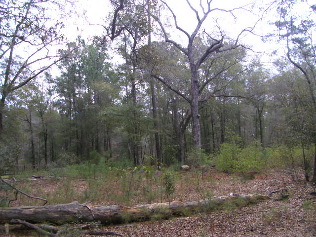  Lot A-1 Mill Springs Rd, Hollywood, SC photo